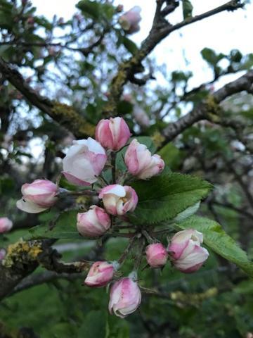 Zuidoostbeemster Bed En Breakfast In Het Fruit מראה חיצוני תמונה
