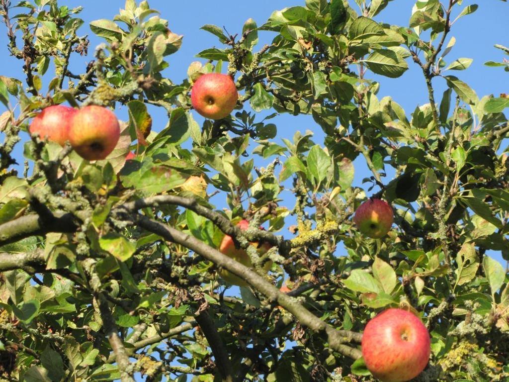 Zuidoostbeemster Bed En Breakfast In Het Fruit מראה חיצוני תמונה